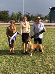 Lockyer Valley Kennel Club Championship Show | Mrs L. Watson (VIC) State Bred In Show | Mr R. Bridgeford (VIC) State Bred In Group | 02.06.19